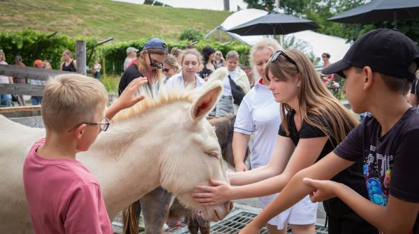 Kinder streicheln Esel