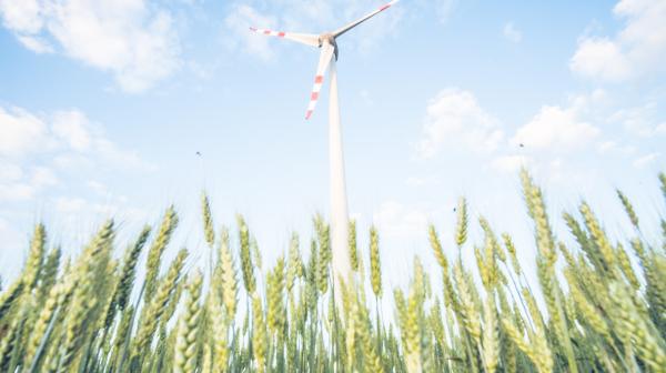 Windrad im Kornfeld.