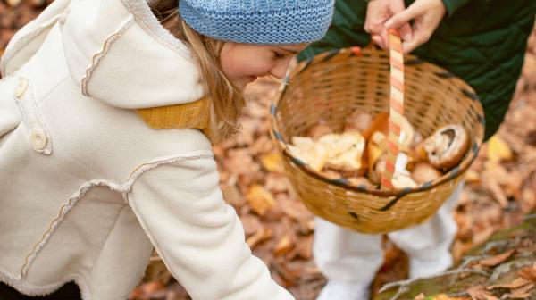 Kind sammelt Kastanien in herbstlichem Wald