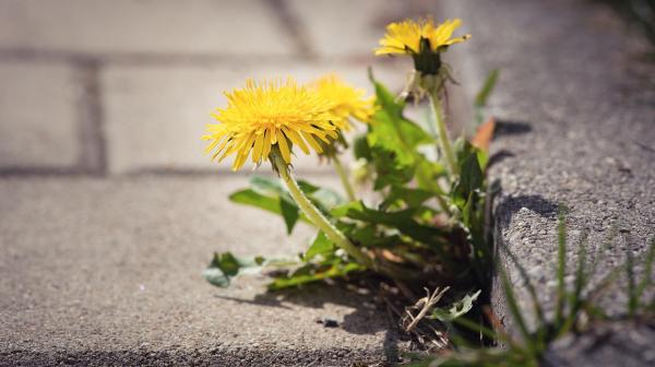 Löwenzahn der an einer Gehsteigkante wächst.