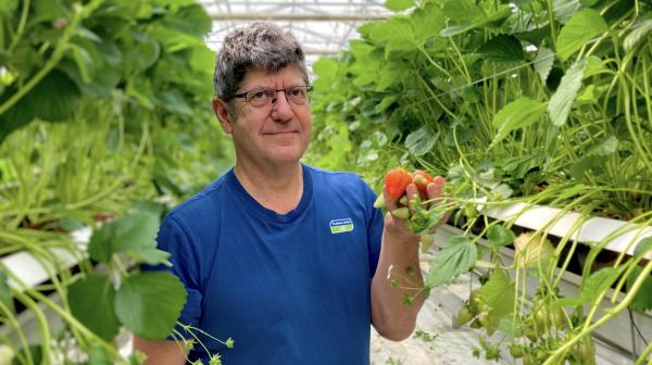 Pestizidtester Kurt Stockinger in einem Glashaus überprüft die Erdbeerpflanzen. Er hält einige rote Erdbeeren in der Hand.