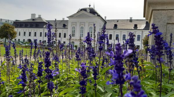 Blühender Lavendel vor historischem Gebäude in Bratislava