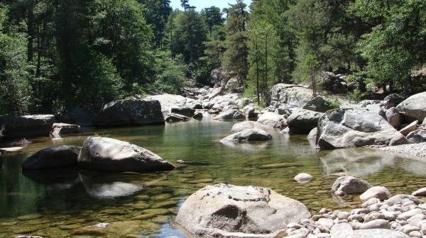 Ein Bach mit Niedrigwasser in der freien Natur. Im Hintergrund sind hohe Nadelbäume. Mehrere große Steine ragen aus dem Wasser.