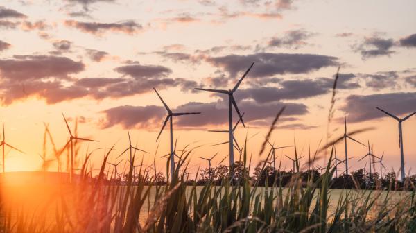 Windräder auf einem Feld im Sonnenuntergang