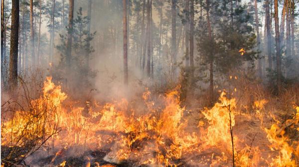 Waldbrand mit Flammen und Rauch zwischen hohen Bäumen