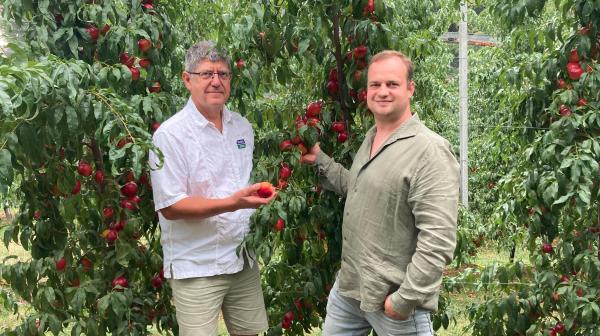 Agrartechniker Kur Stockinger mit Obstbauer Matthias Lammer vor Nektarinenbäumen