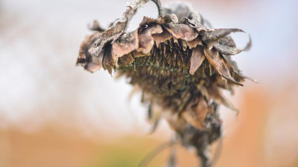 Vertrocknete Sonnenblume