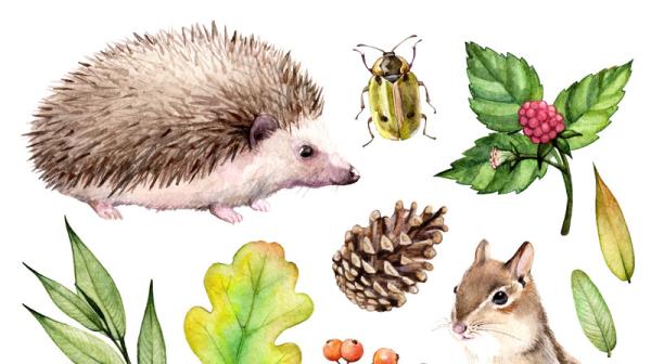 Aquarellillustration mit einem Igel, einem Streifenhörnchen, einem Käfer, einem Kiefernzapfen, verschiedenen Blättern, Beerenzweigen und einem Pilz auf weißem Hintergrund