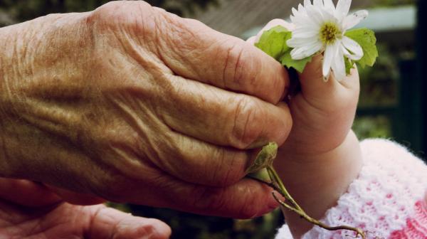 Nahaufnahme einer älteren Hand, die eine weiße Blume in die Hand eines Babys gibt