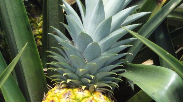 Ananas