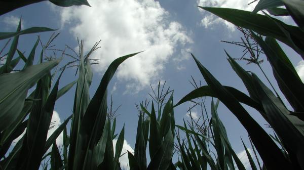 Mais am Feld