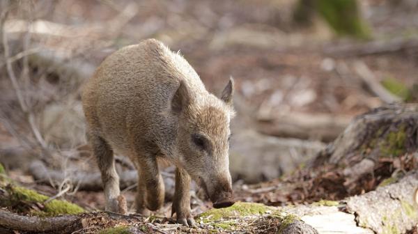 Bild: Pig (c) flexaret.IV / flickr.com