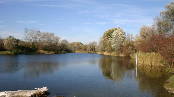 See mit Baumen und Schilf