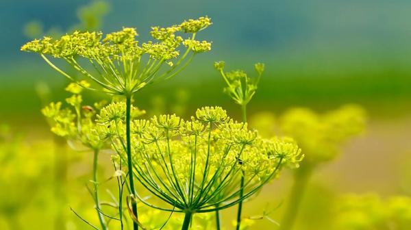 Fenchel