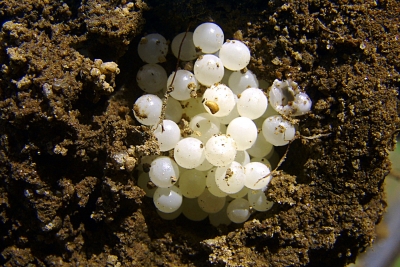 Schneckeneier Schneckeneier