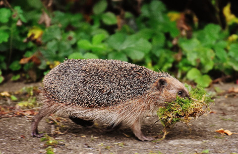 Igel mit Moos Igel mit Moos