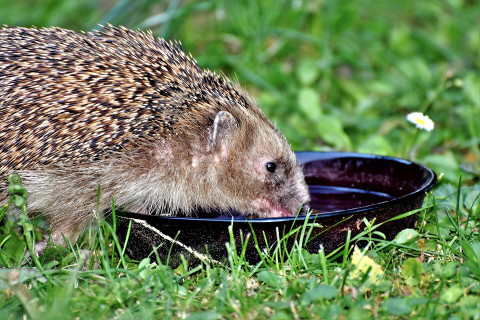 Igel an Wasserstelle Igel an Wasserstelle